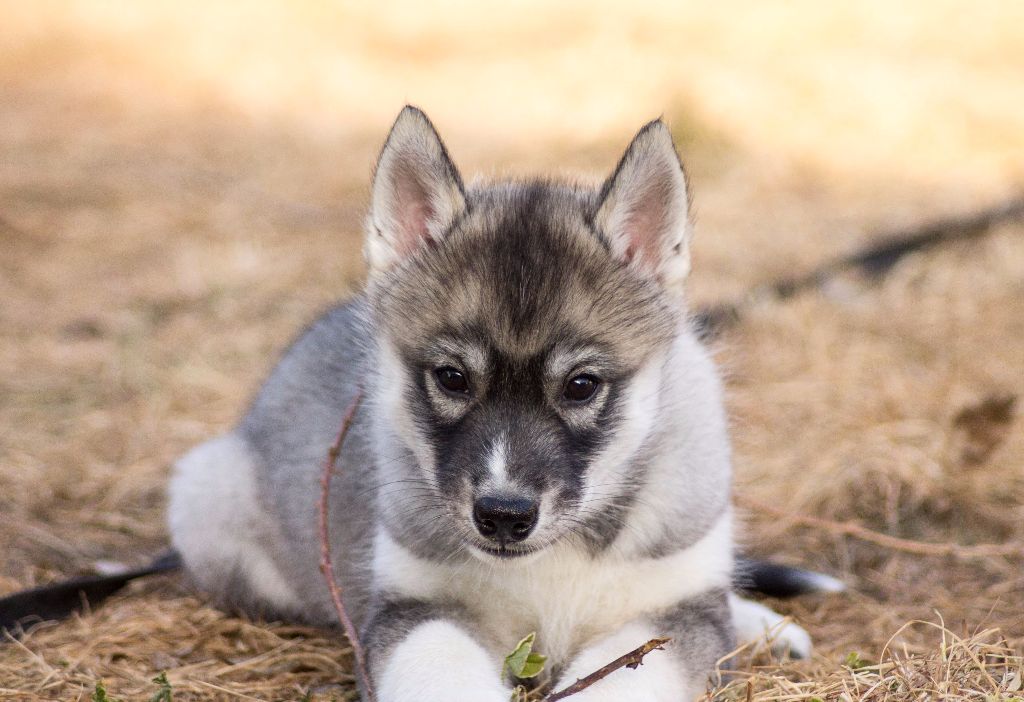 Chiot Siberian Husky Snowpatrol Legacy's